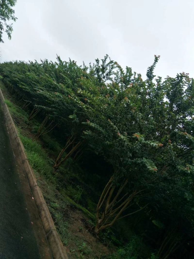 丛生紫薇，丛生百日红，丛生紫薇价格，精品丛生紫薇