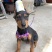 杜宾犬大型护卫犬纯种德系杜宾犬活体健康包邮疫苗齐全