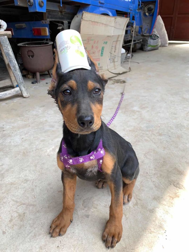杜宾犬大型护卫犬纯种德系杜宾犬活体健康包邮疫苗齐全
