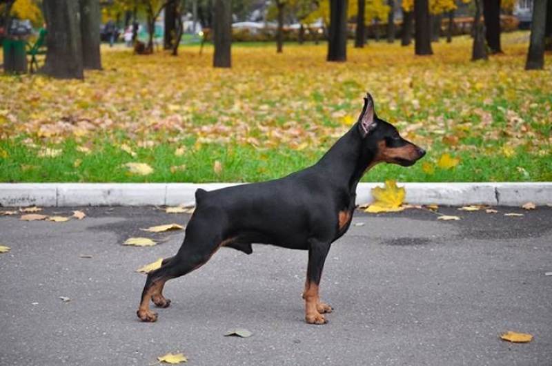 杜宾犬大型护卫犬纯种德系杜宾犬活体健康包邮疫苗齐全