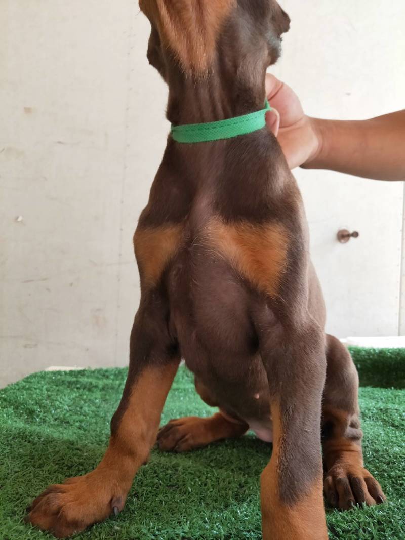 杜宾犬大型护卫犬纯种德系杜宾犬活体健康包邮疫苗齐全
