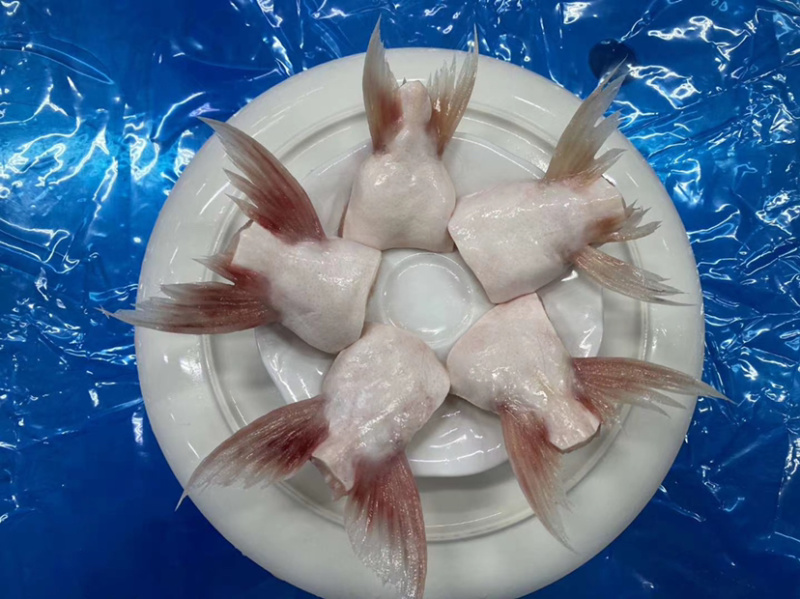 巴沙鱼鳍👍🏻👍🏻👍🏻👍🏻👍🏻👍🏻