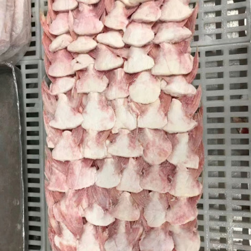 巴沙鱼鳍👍🏻👍🏻👍🏻👍🏻👍🏻👍🏻
