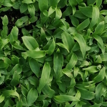 出售白芨直播苗、训化苗、苍术苗
