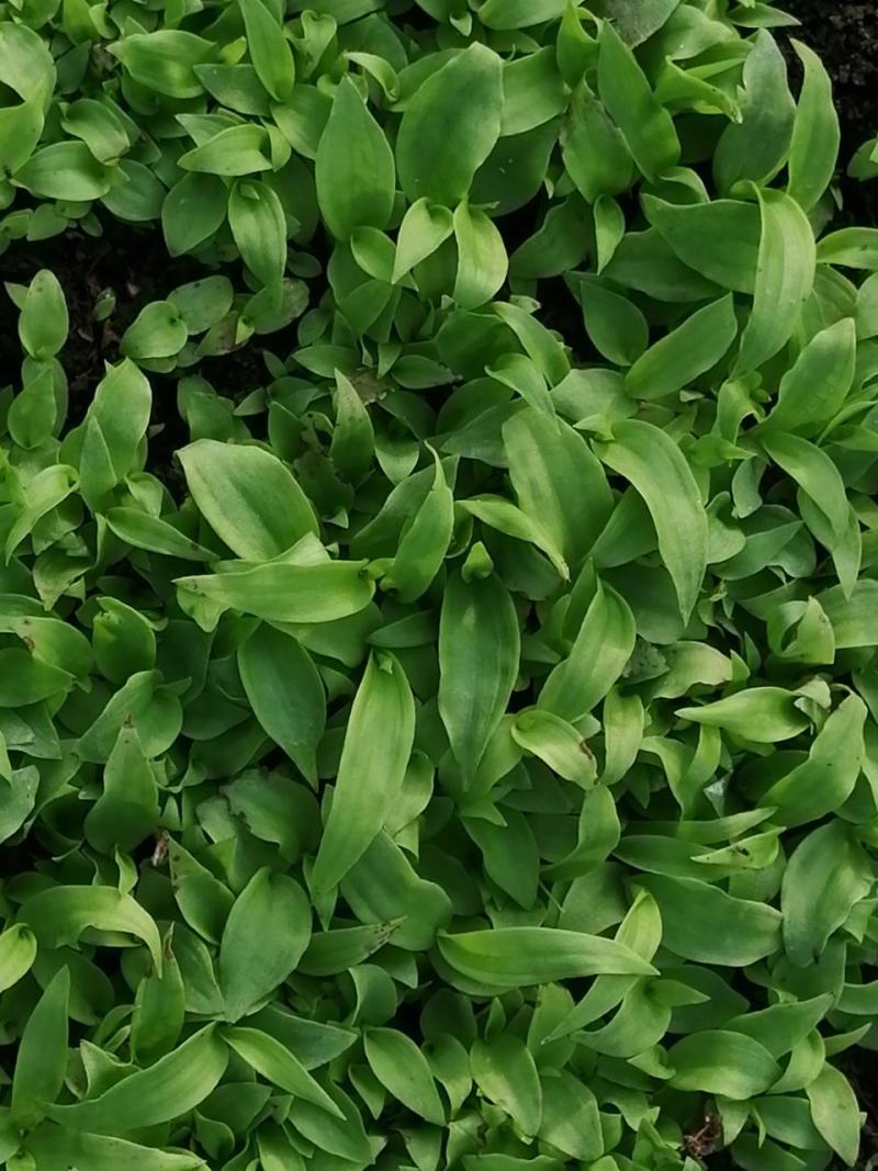 出售白芨直播苗、训化苗、苍术苗