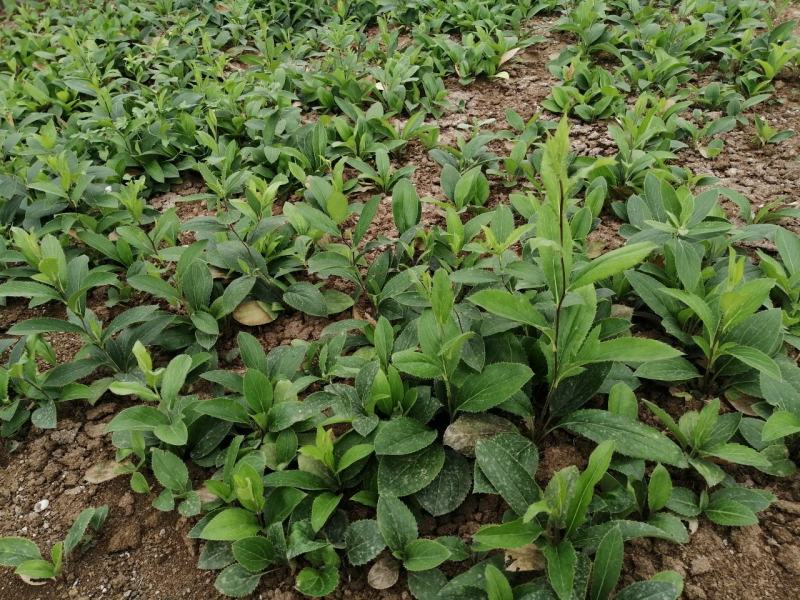 出售白芨直播苗、训化苗、苍术苗