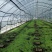 出售白芨直播苗、训化苗、苍术苗