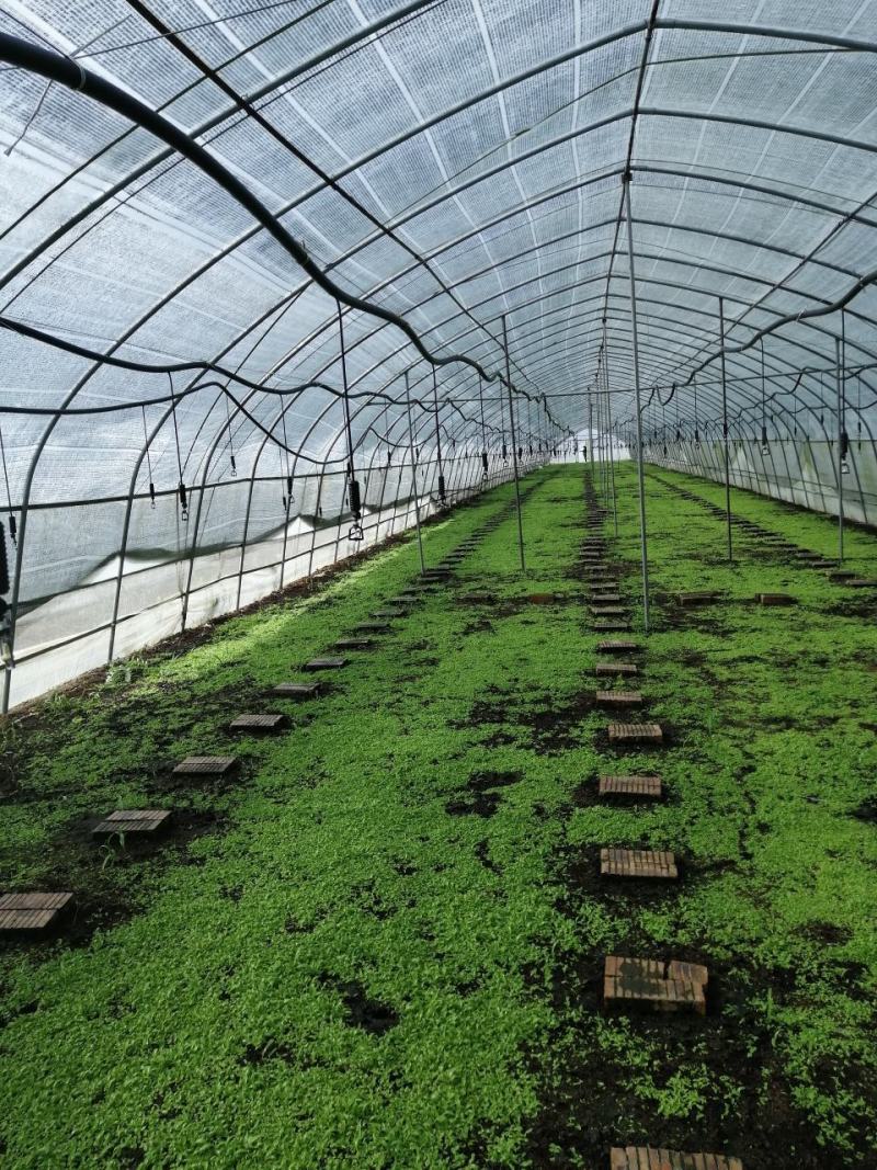 出售白芨直播苗、训化苗、苍术苗