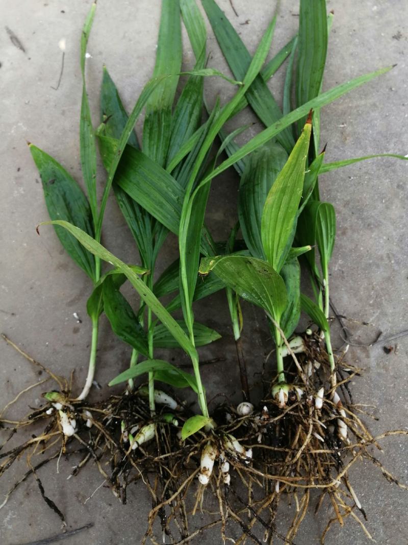 出售白芨直播苗、训化苗、苍术苗