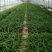 出售白芨直播苗、训化苗、苍术苗