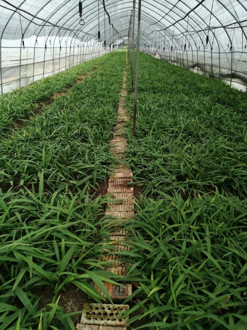 出售白芨直播苗、训化苗、苍术苗