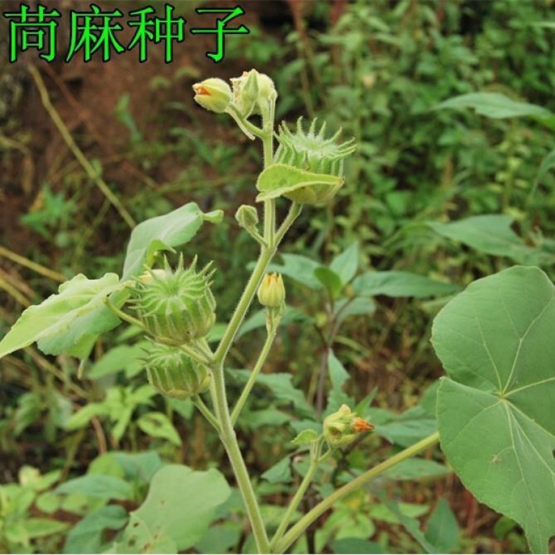 苘麻子一手货源产地直销