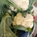 大量供应青杆机菜花，松花菜，可以走市厂加工厂，品质保证