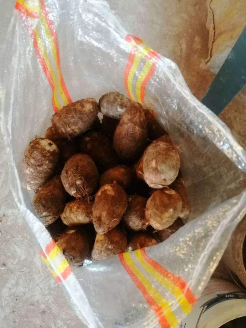 山东芋头毛芋头大量现货常年供应分级芋头芋头种子等