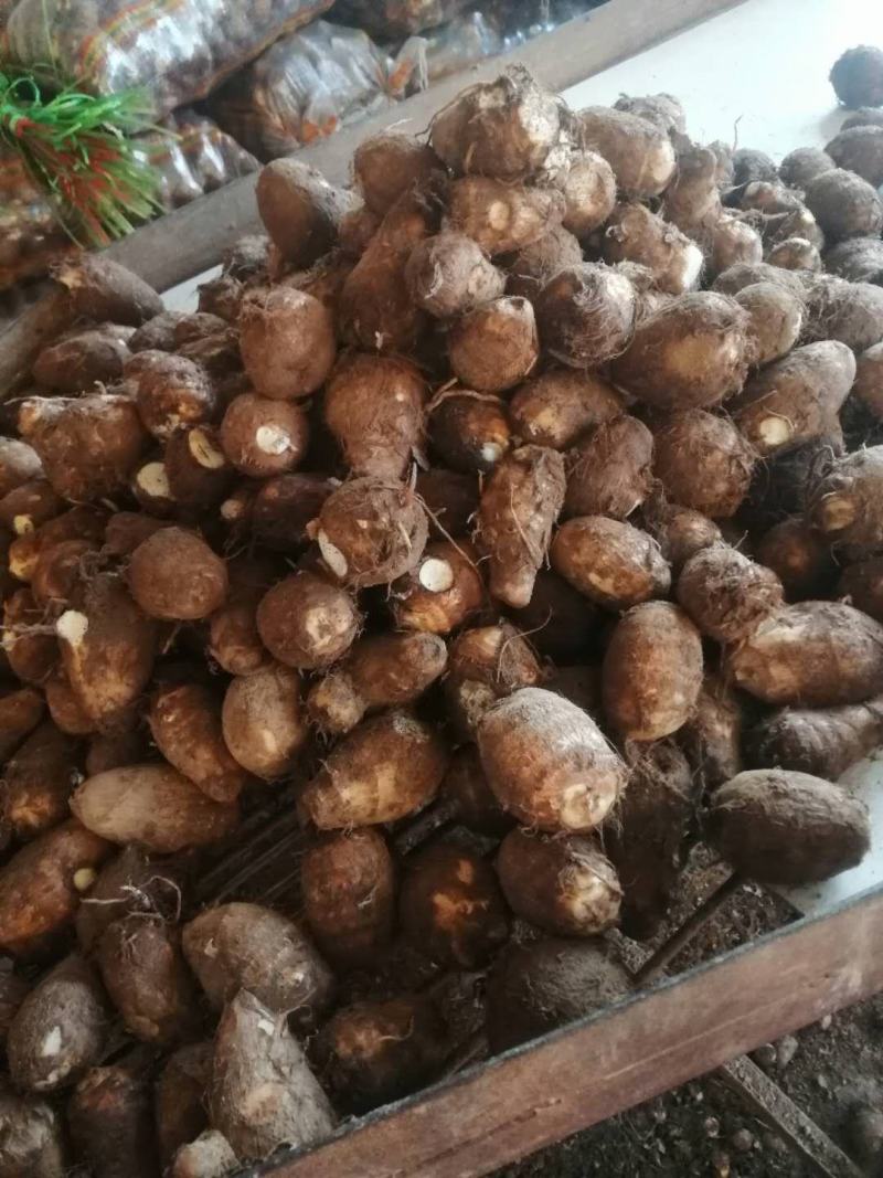 山东芋头毛芋头大量现货常年供应分级芋头芋头种子等