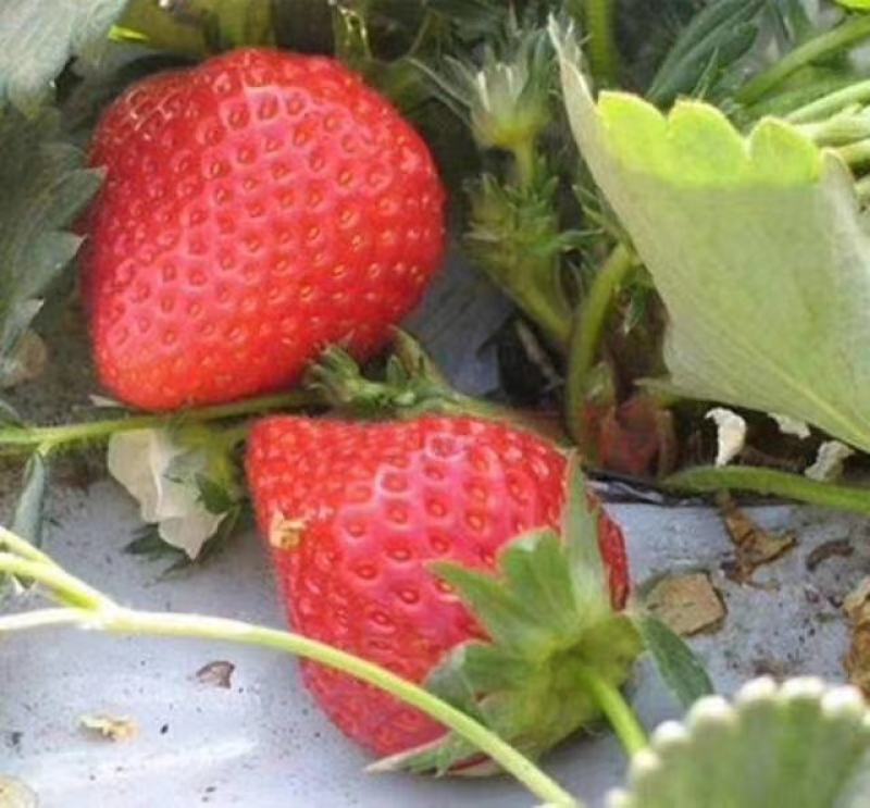 白草莓苗种植基地基销现挖现卖草莓苗脱毒根系好