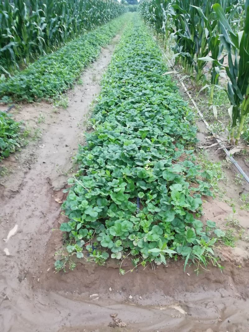 白草莓苗种植基地基销现挖现卖草莓苗脱毒根系好