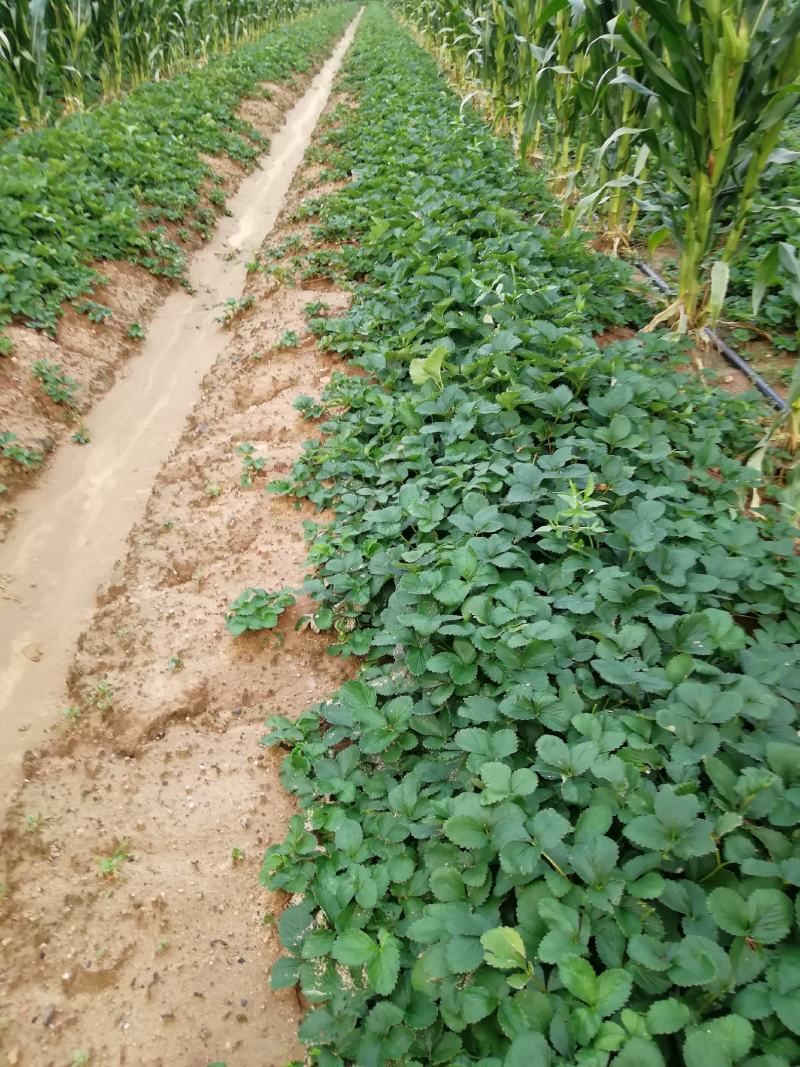 白草莓苗种植基地基销现挖现卖草莓苗脱毒根系好