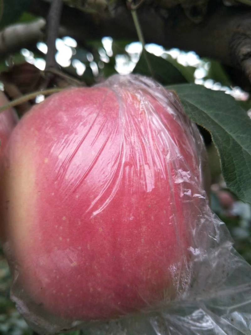 红富士苹果安全无公害