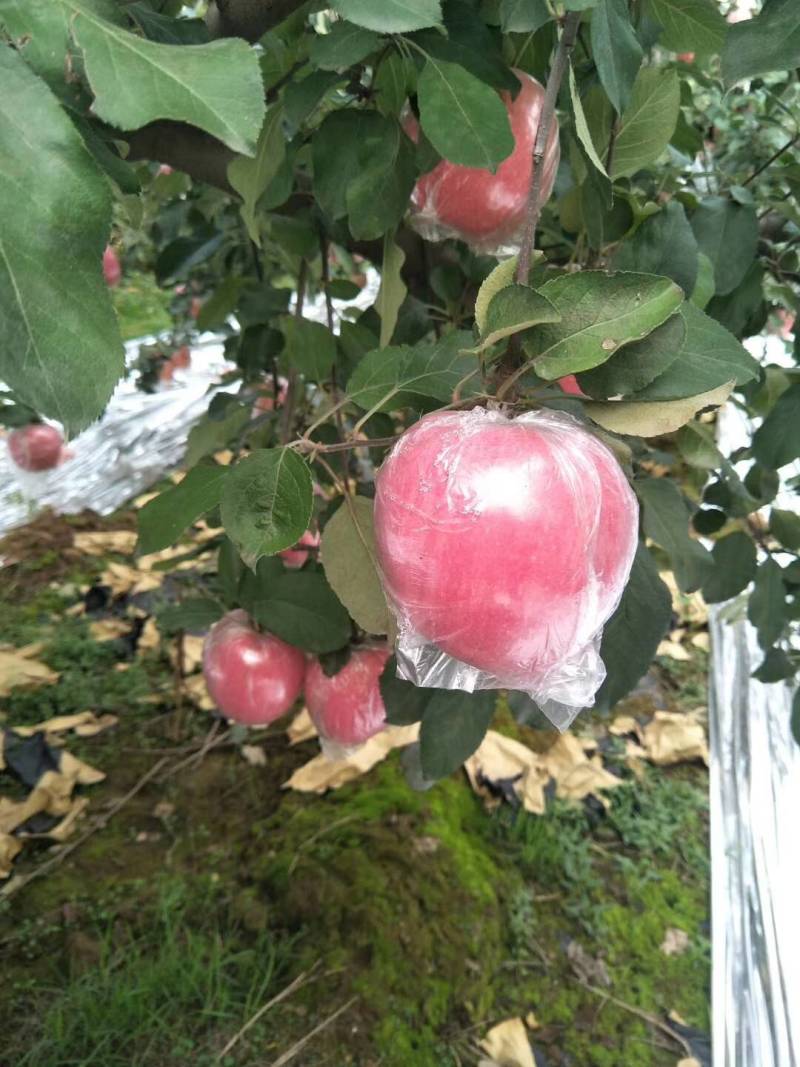 红富士苹果安全无公害