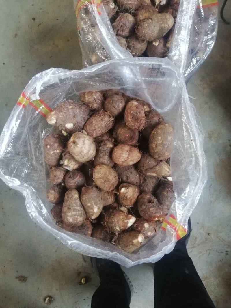 山东芋头8520毛芋头产地发货大球中球规格齐全