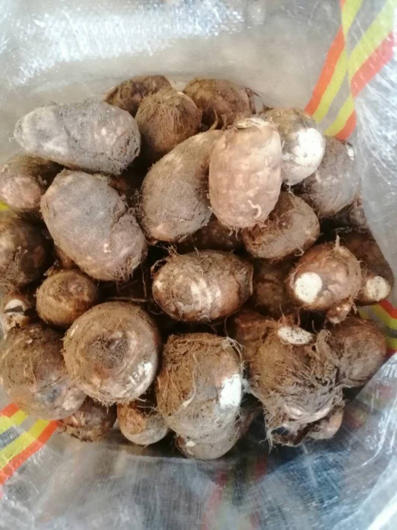 山东芋头8520毛芋头产地发货大球中球规格齐全