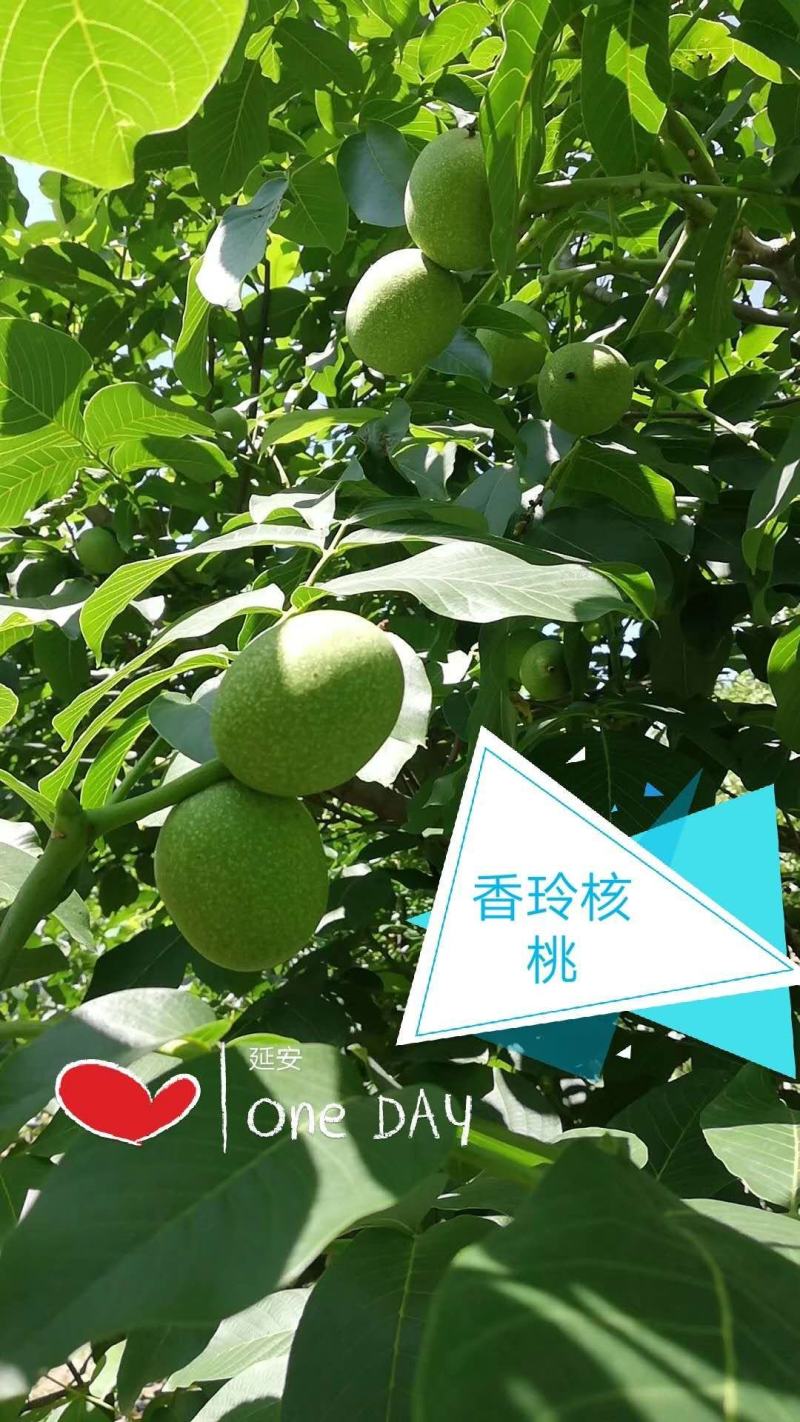 核桃苗陕西黄龙县山区旱地香玲核桃苗根系发达南北适宜。
