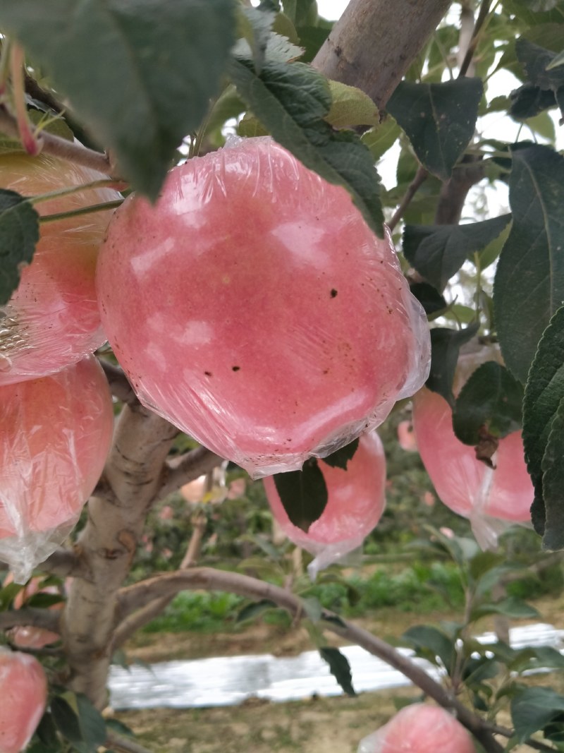 山西万荣高原优质苹果，果型端正，口感好。