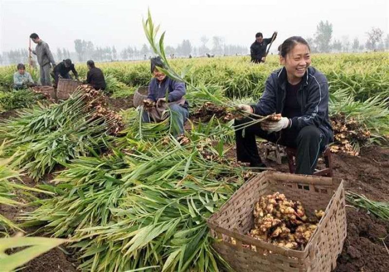 山东鲜姜产地鲜姜大量上市货源充足全国发货