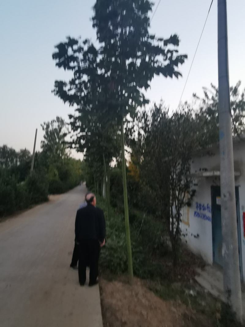青桐小苗量大批发，青桐高50—300公分量大