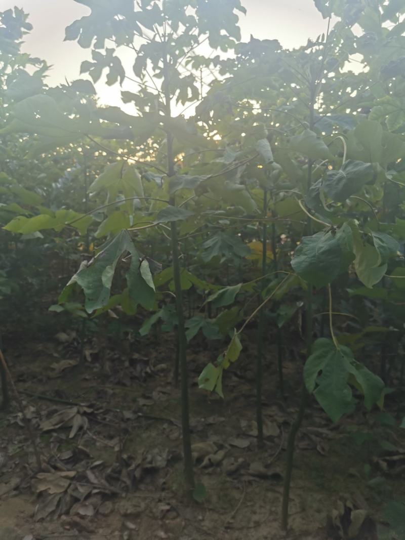 青桐小苗量大批发，青桐高50—300公分量大