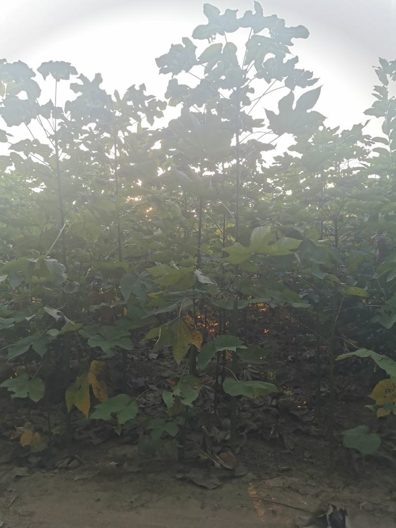 青桐小苗量大批发，青桐高50—300公分量大