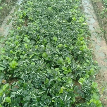 优质草莓苗成活率高果型好