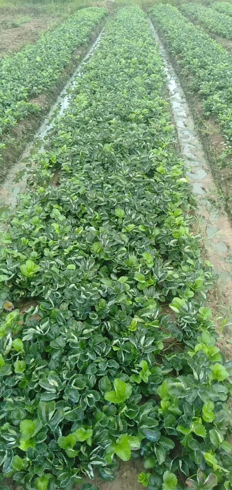 优质草莓苗成活率高果型好