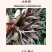 滇红茶景迈山黑紫娟红茶特价推广69元/150克散装送罐子