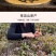 滇红茶景迈山黑紫娟红茶特价推广69元/150克散装送罐子
