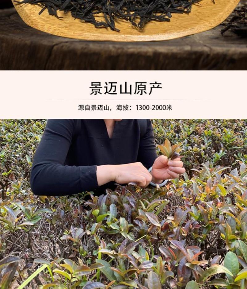 滇红茶景迈山黑紫娟红茶特价推广69元/150克散装送罐子