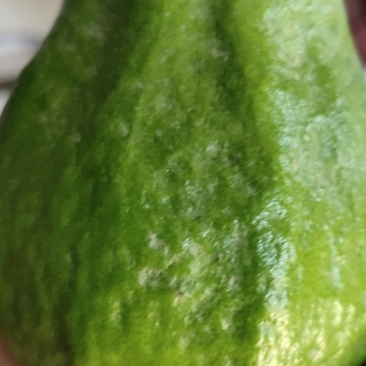 番石榴（芭乐）出售！！！