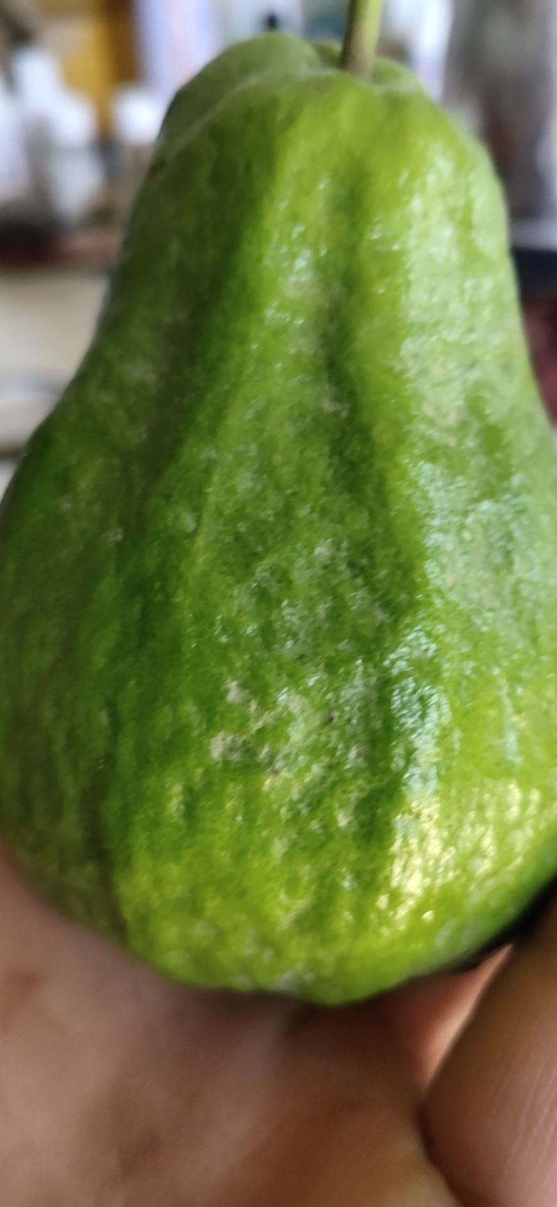 番石榴（芭乐）出售！！！
