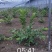 番石榴（芭乐）出售！！！