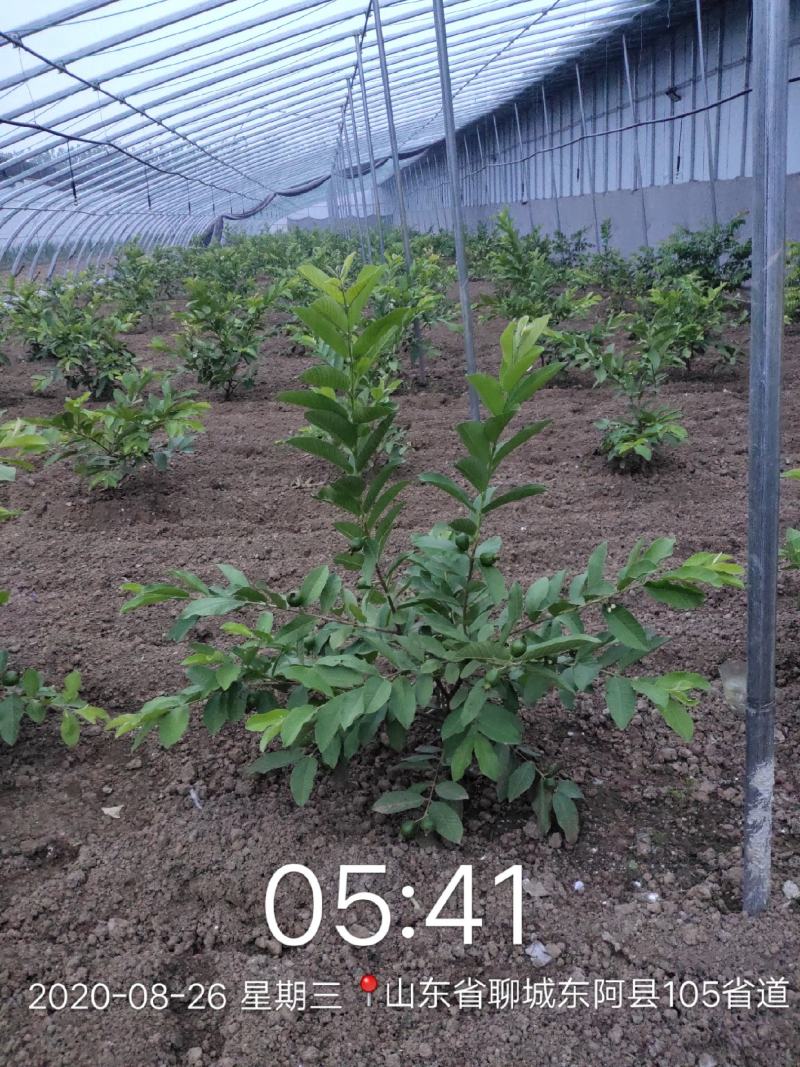 番石榴（芭乐）出售！！！