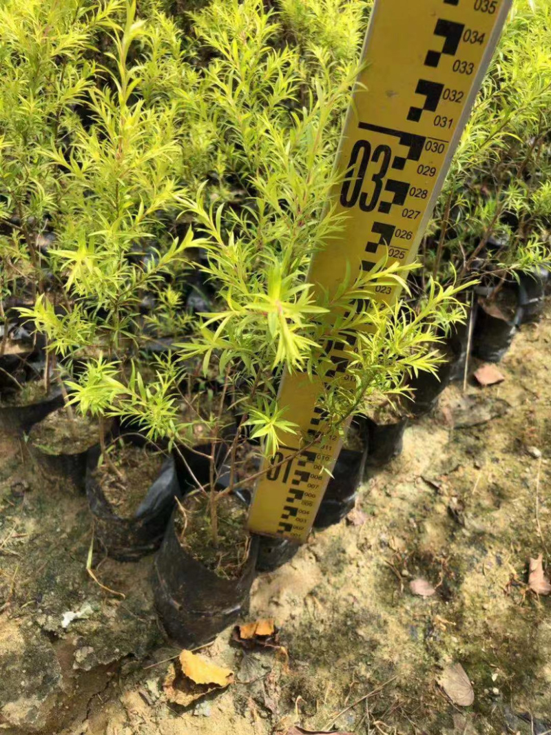 福建黄金香柳树小苗30公分黄金香柳树苗漳州种植产地