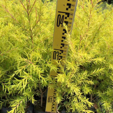 福建黄金香柳树小苗30公分黄金香柳树苗漳州种植产地
