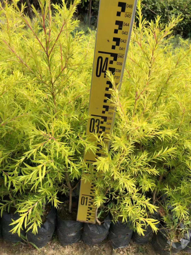 福建黄金香柳树小苗30公分黄金香柳树苗漳州种植产地