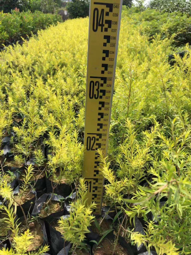 福建黄金香柳树小苗30公分黄金香柳树苗漳州种植产地