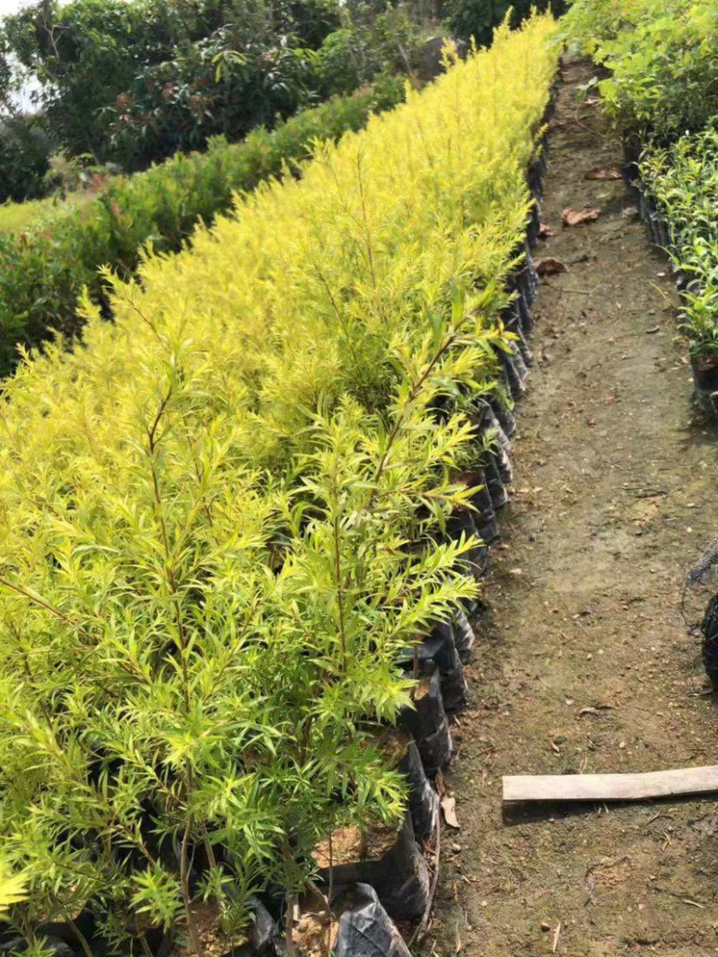福建黄金香柳树小苗30公分黄金香柳树苗漳州种植产地