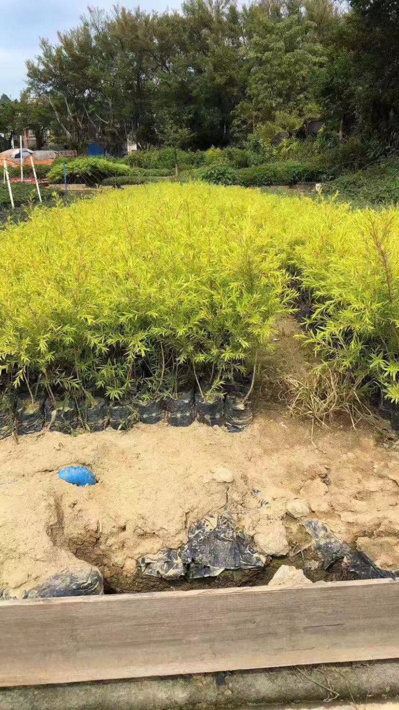 福建黄金香柳树小苗30公分黄金香柳树苗漳州种植产地