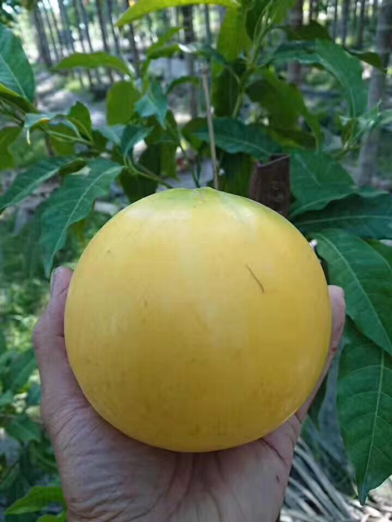 黄晶果树苗，优质台湾黄晶果树苗批发