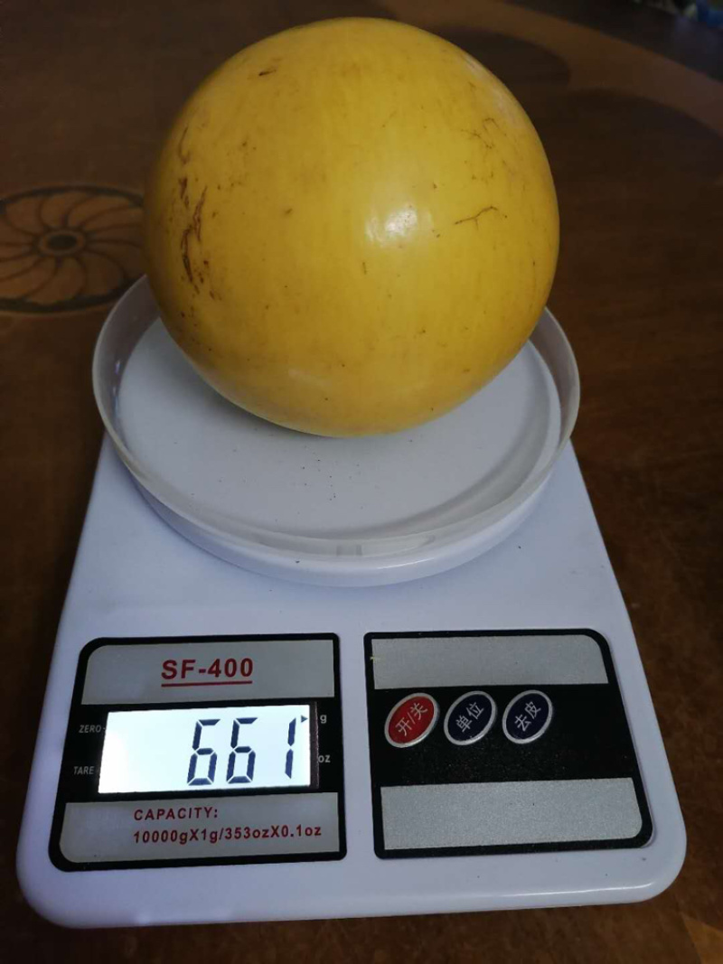 黄晶果树苗，优质台湾黄晶果树苗批发