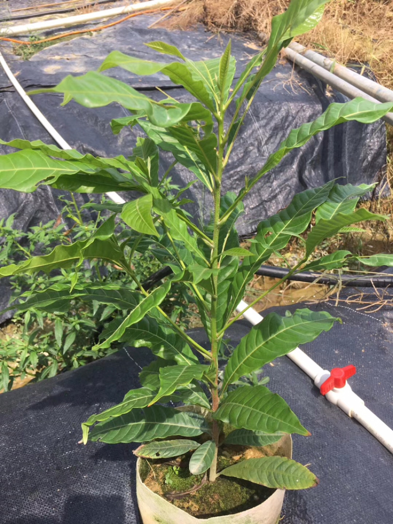 黄晶果树苗，优质台湾黄晶果树苗批发